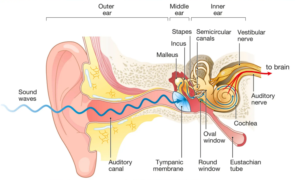 ear and nose connection through eustachian tube anatomy