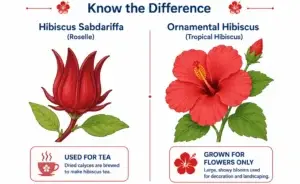Comparison of edible hibiscus sabdariffa calyx and ornamental hibiscus flower