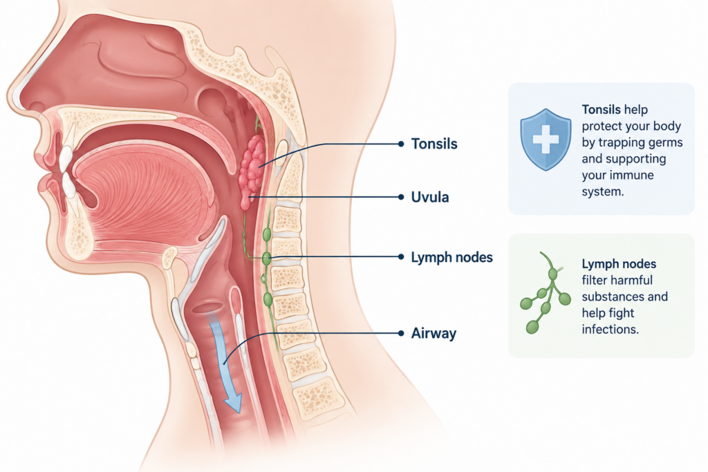 anatomy diagram showing tonsil location in the throat