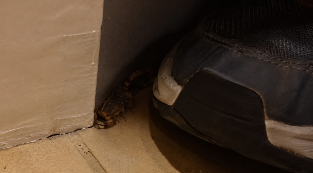scorpion found indoors beside a shoe highlighting common scorpion sting risk areas at home