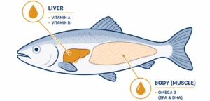 Diagram showing cod liver source of vitamins versus fish body tissue source of omega 3