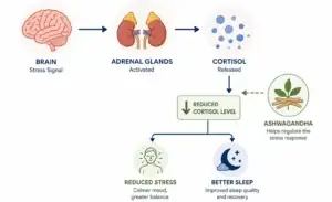 Diagram showing how ashwagandha lowers cortisol to reduce stress and improve sleep
