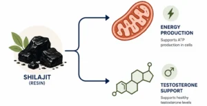 Diagram showing how shilajit fulvic acid supports mitochondria and testosterone